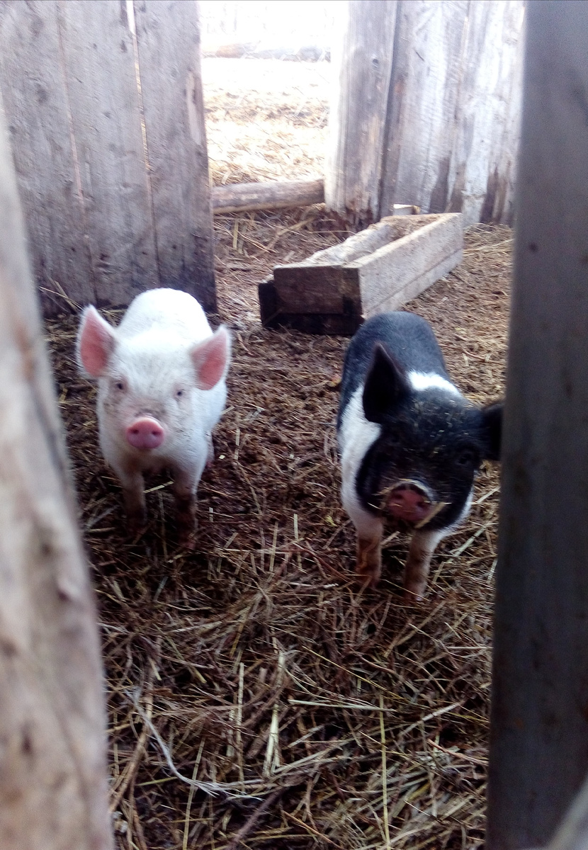 Есть два раза в день хотят. 