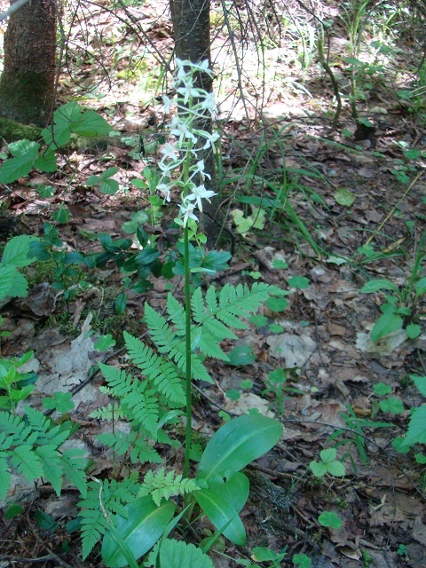 Орхидея любка двулистная растёт в Керженском заповеднике