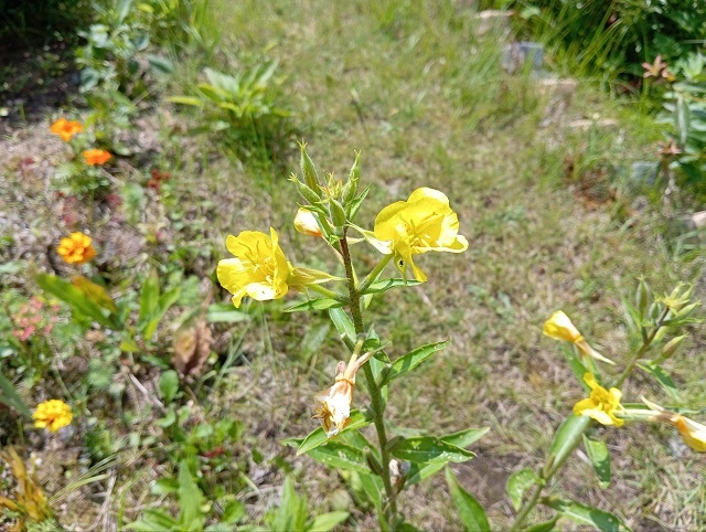 Ослинник двулетний (энотера). В народе его называют вечерний цвет, вечерняя примула, ночная свеча.