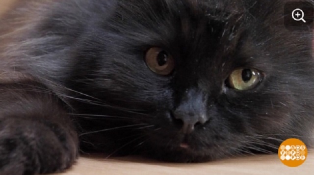 Кот Филимон. "Доброе утро" на Первом канале.