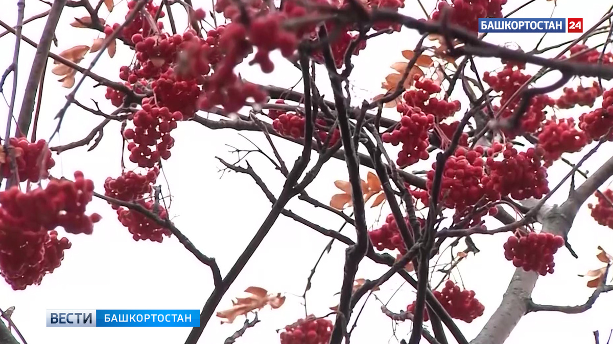    В городе Октябрьском в Башкирии облагородят сквер Губкина