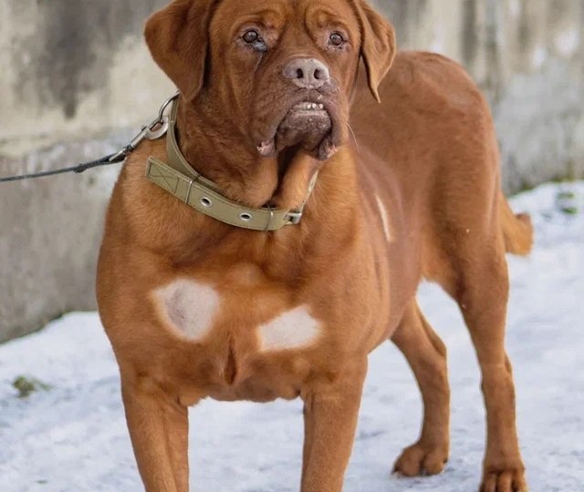 Его жизнь зависит от списка лекарств. Помогите Адмиралу дышать!