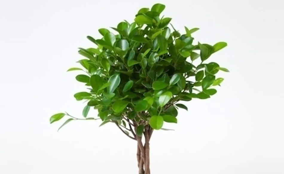 Ficus microcarpa Moclame