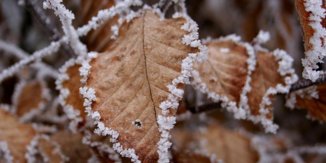 Жить в ритме природы: 72 японских сезона. Часть 2 (осень-зима)