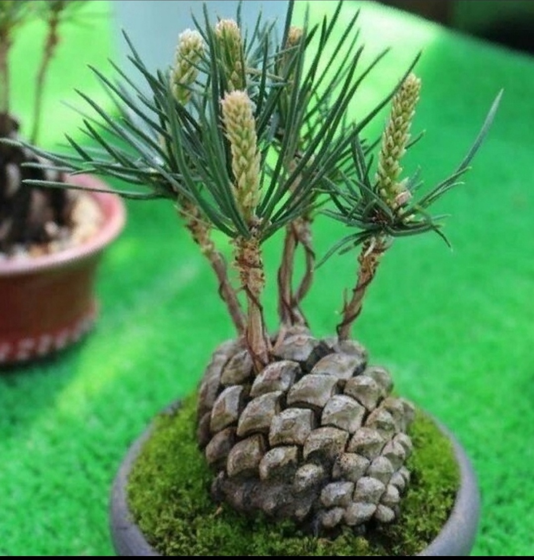 Скрин из интернета