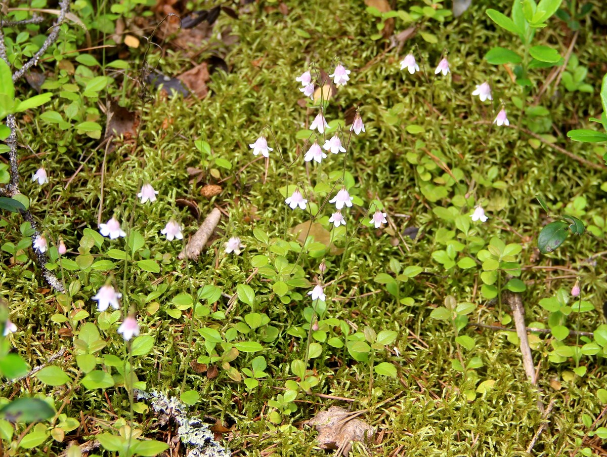 Линнея северная - самый низкорослый кустарничек Керженского заповедника