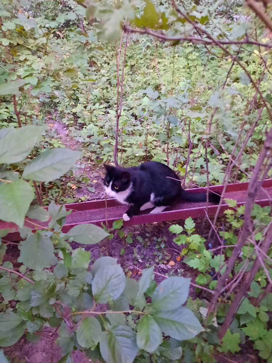 Был август, благо не холодно..