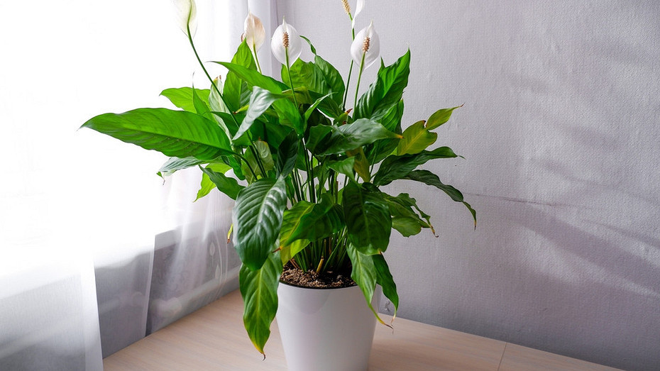 Фото здесь и далее ShutterStock/Fotodom.ru