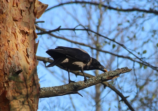 Серой вороне удалось стащить у собаки большой батона, но сразу проглотить его не получилось