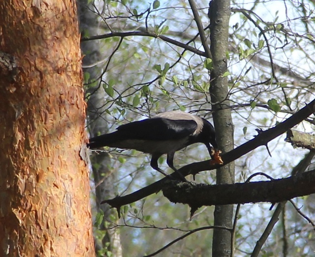 Живущие в Керженском заповеднике серые вороны часто прилетают в поселок Рустай, чтобы своровать еду у местных собак