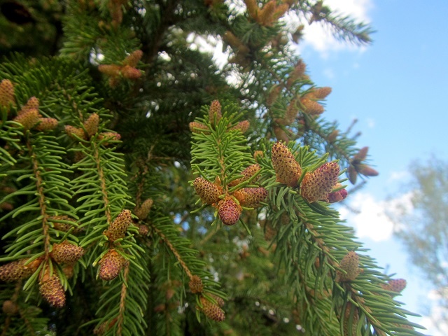 Мужские шишки ели
