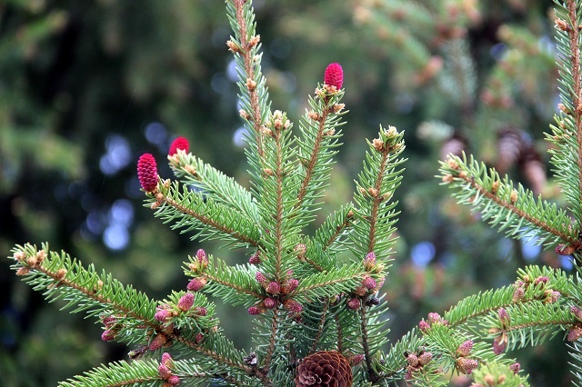 Мужские и женские "цветы" ели