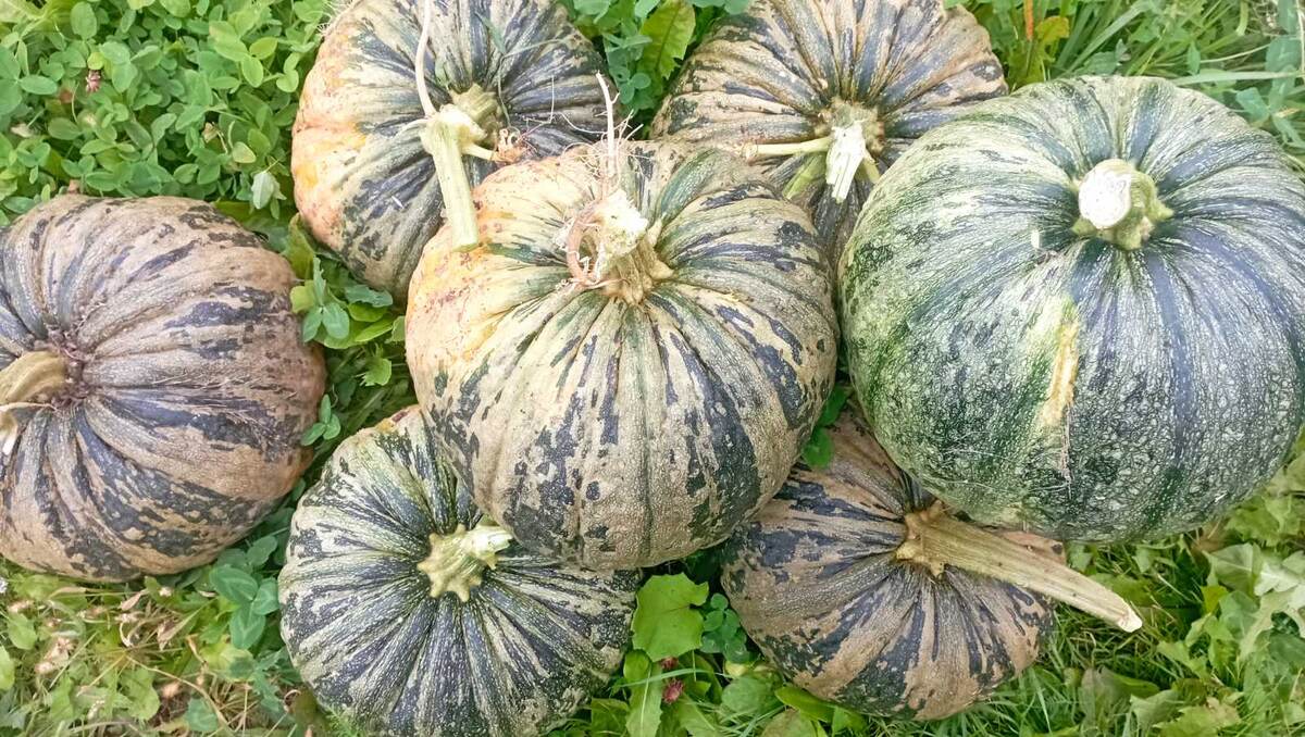 И вкусная, и урожайная 