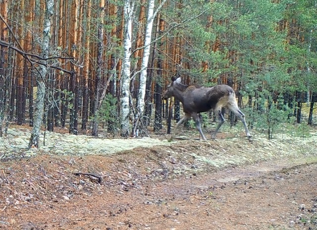 Лосиха в Керженском заповеднике