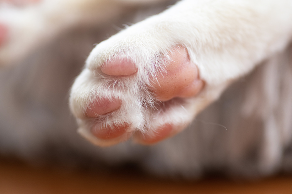    Shutterstock/FOTODOM