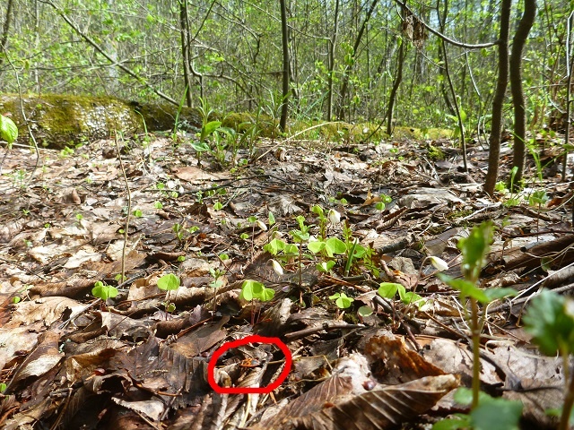 В темном пойменном лесу Керженского заповедника сквозь толстый слой опавшей листвы появляются новые ростки кислицы (заячья капуста), пробуждаются насекомые
