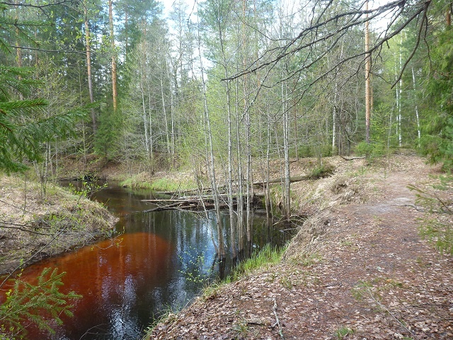 Керженский заповедник весной