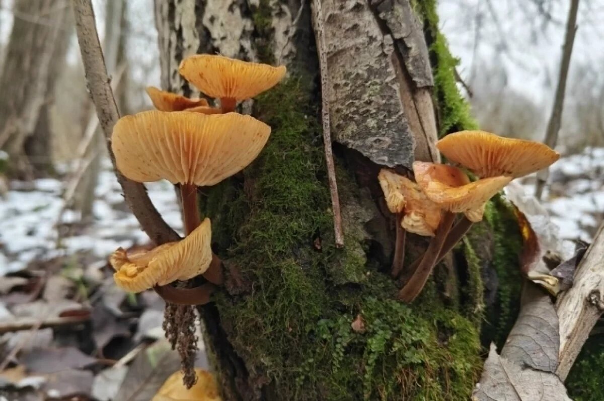    В парке Петербурга выросли декалитесные зимние опята