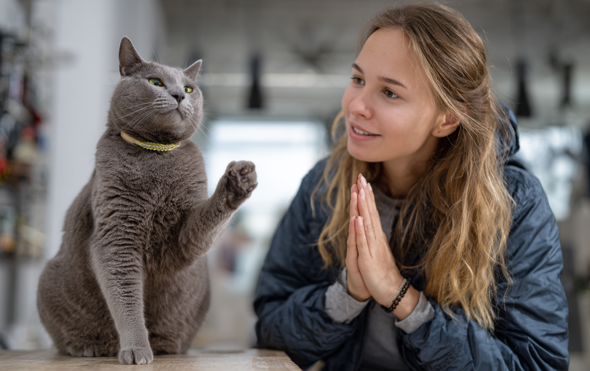 Что на самом деле запрещают своим хозяевам кошки? Новый взгляд на правила жизни с питомцем / Изображение: AlphaPet