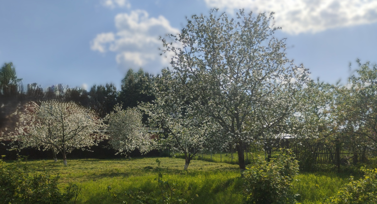 Мрй цветущий сад