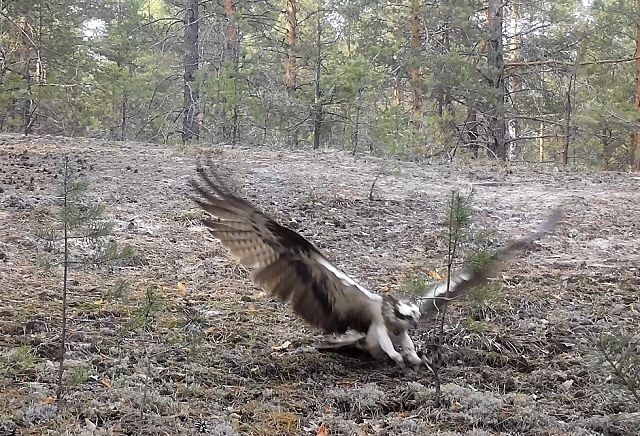 Скопа в Керженском заповеднике