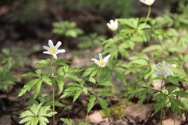 Ветреница дубравная