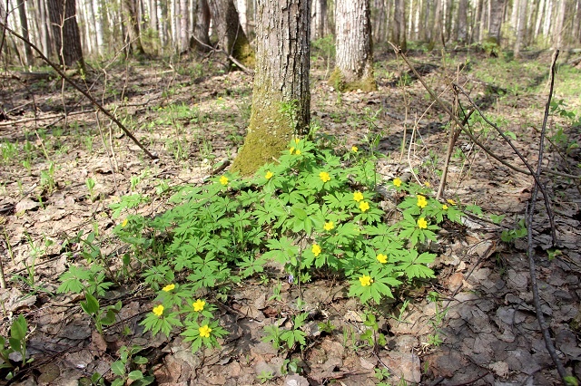 Первоцветы Керженского заповедника