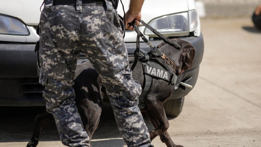    Фото: Mircea Moira/Shutterstock/Fotodom