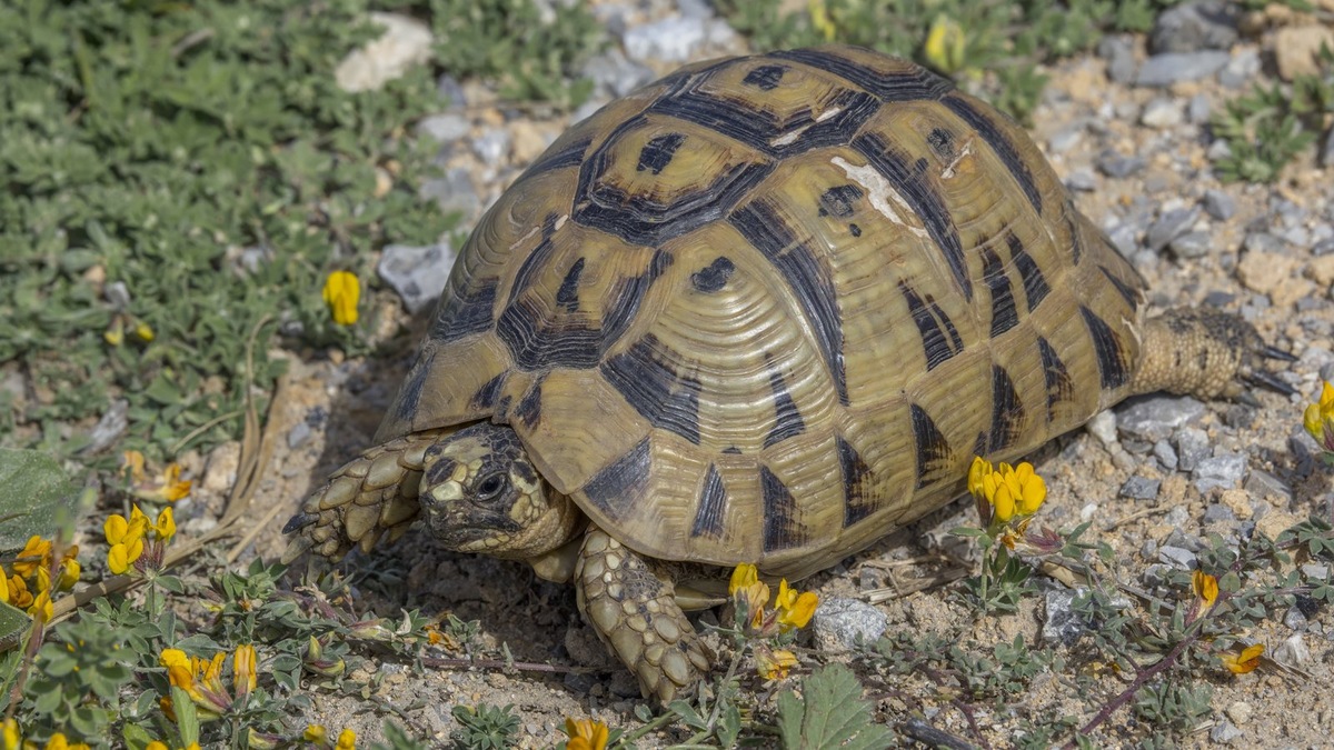    Все животные поступили в изможденном состоянии