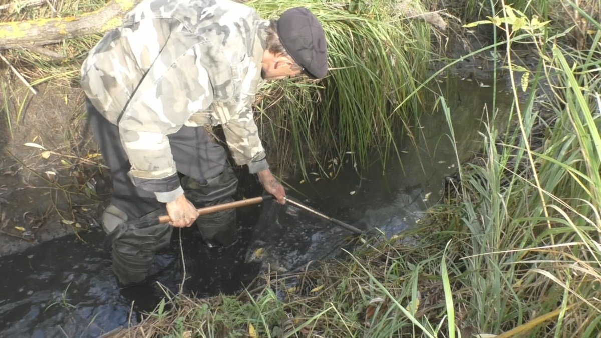 Вот так я ловлю сачком в овраге