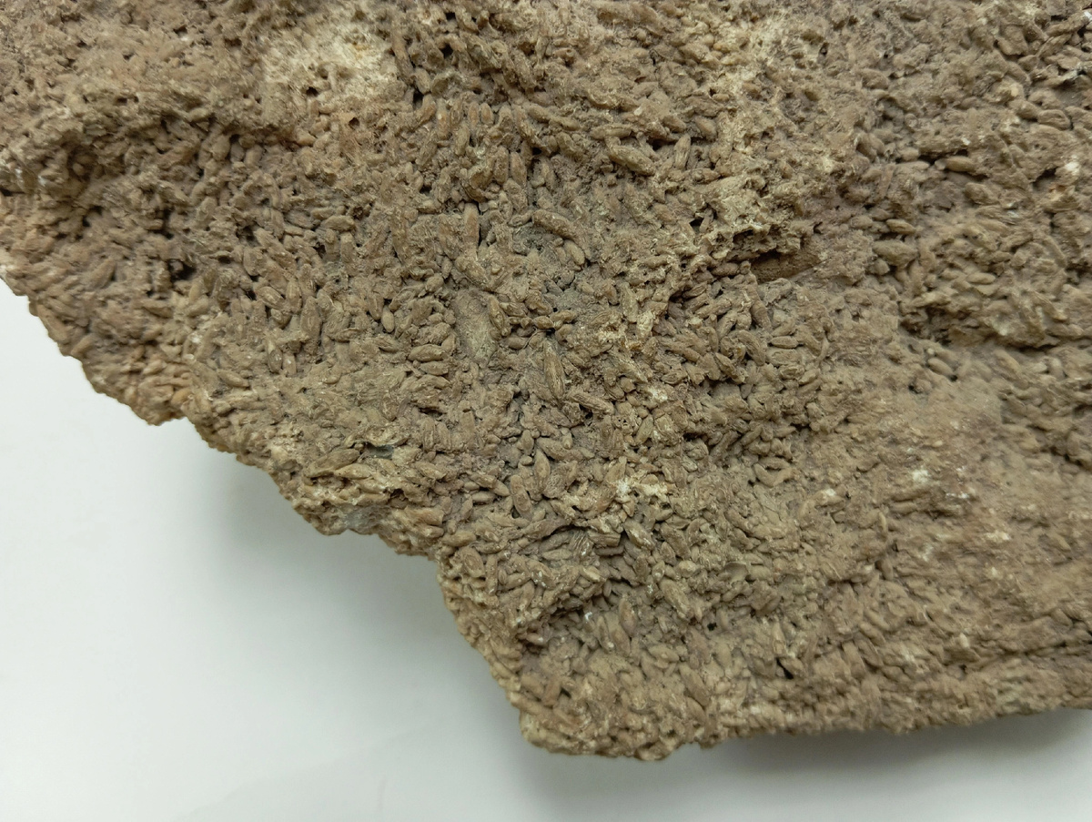 Фузулиновый известняк будто состоит из зёрнышек