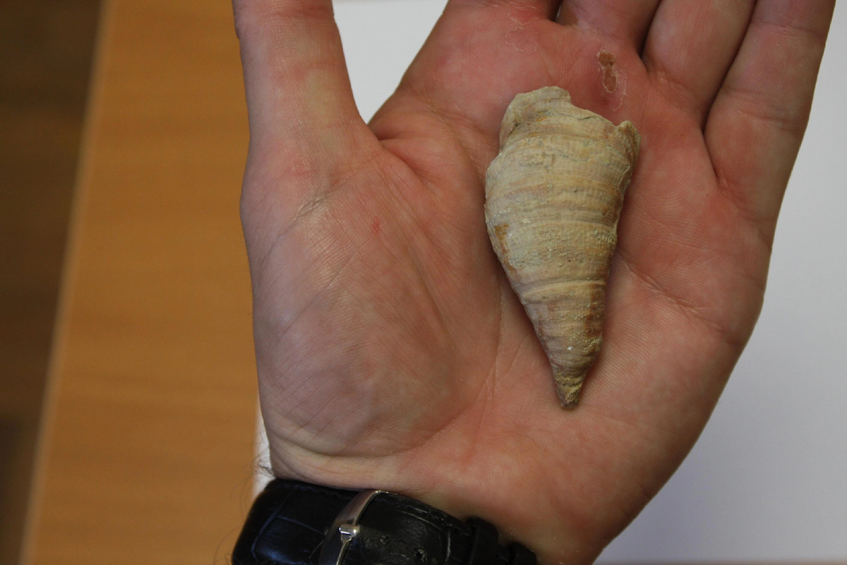 Ругозы по форме напоминали рог