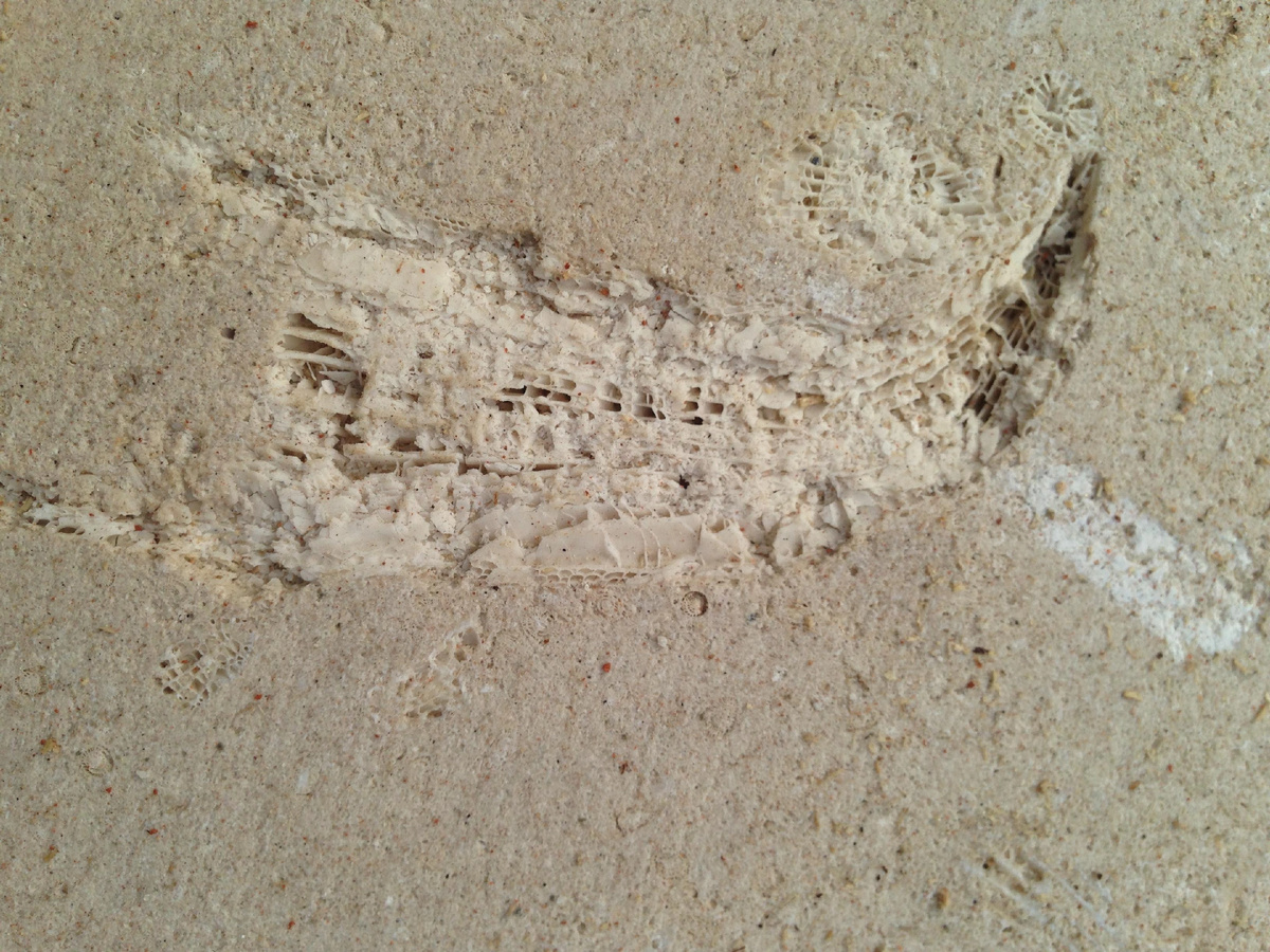 Разрез скелета коралла на стене Нижегородского кремля