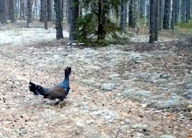 Токующий глухарь в Керженском заповеднике