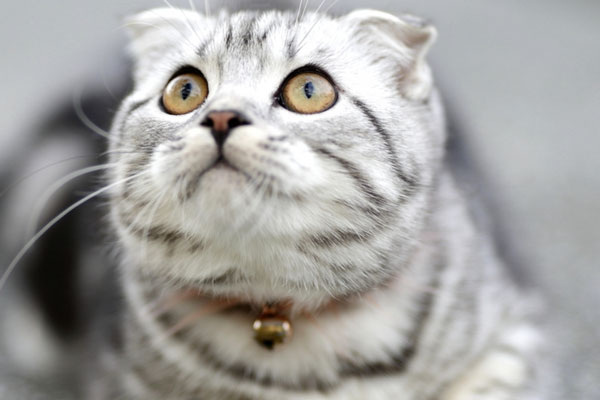     Фото: PxHere.com