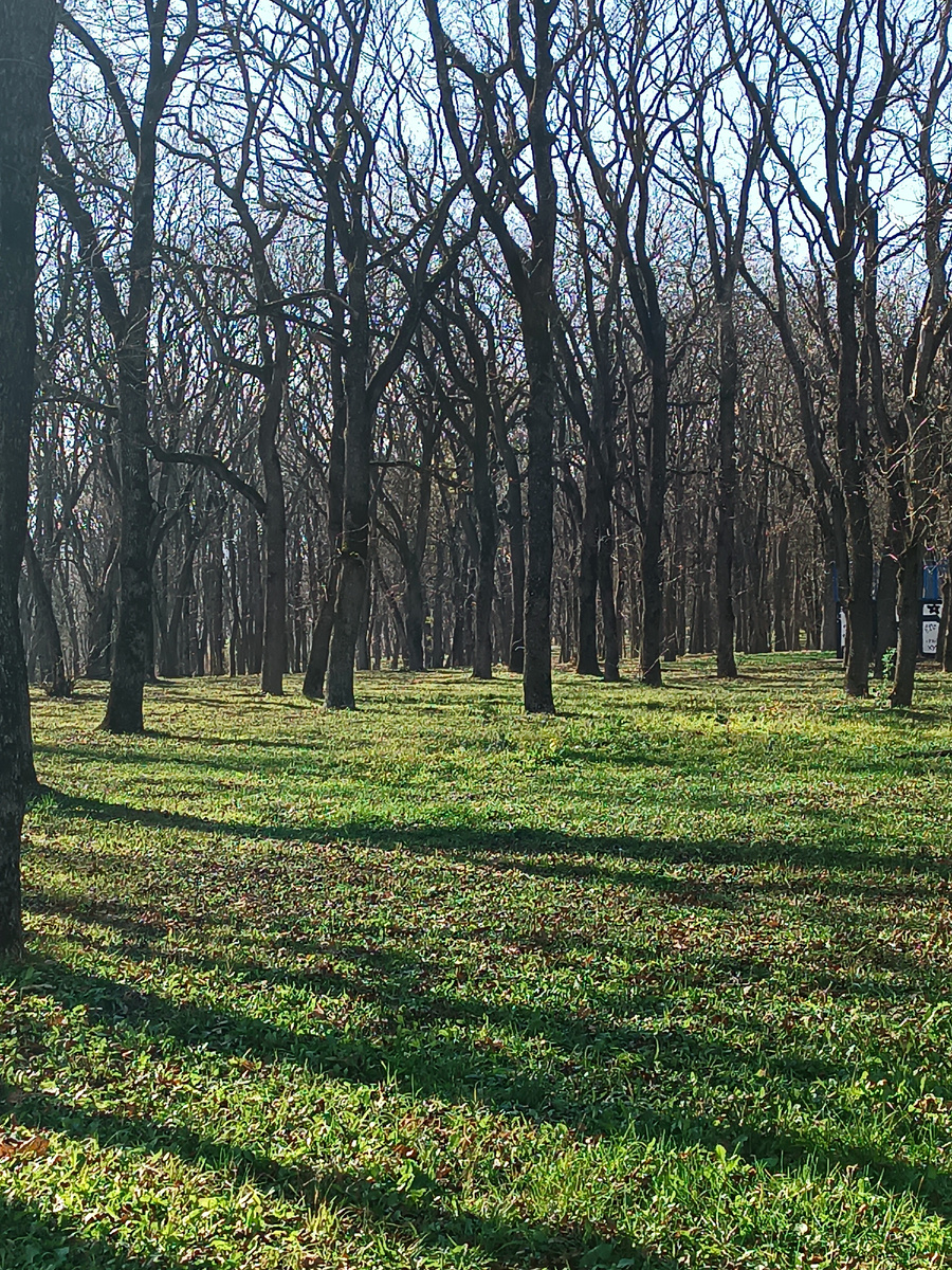 Травка в парке растет и зеленеет.. 