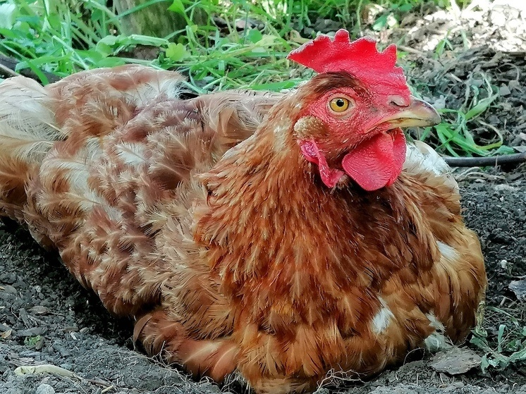     Существуют такие устойчивые бактерии, которые не разрушаются теплообработкой. Фото: Архив МК в Великом Новгороде