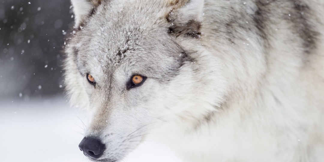 Гены волка есть почти у всех собак