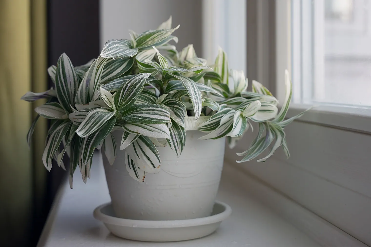 Такой яркой традесканция Albiflora будет только при хорошем освещении. Чем дальше от окна, тем менее контрастный окрас. Фотография: Elmira kiprina / Shutterstock / FOTODOM