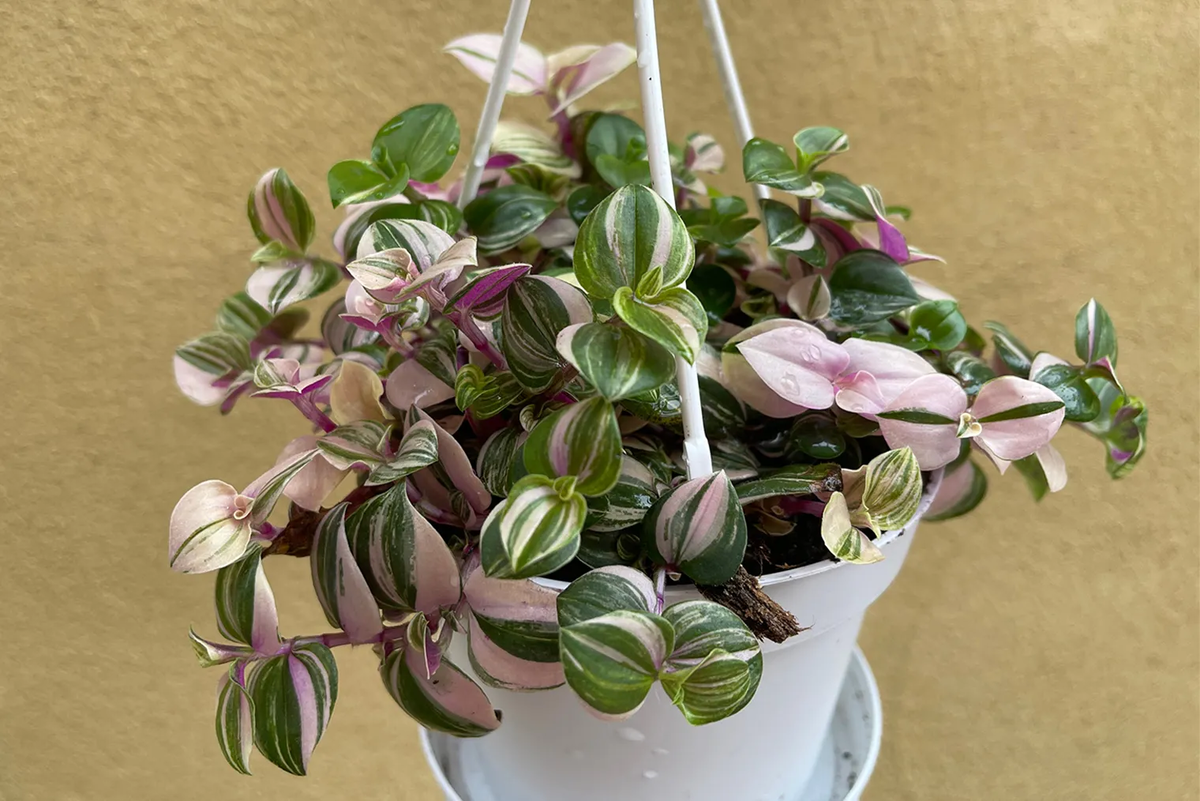 Традесканция Rosa тоже очень похожа на каллизию. Фотография: Parijatplant / Shutterstock / FOTODOM