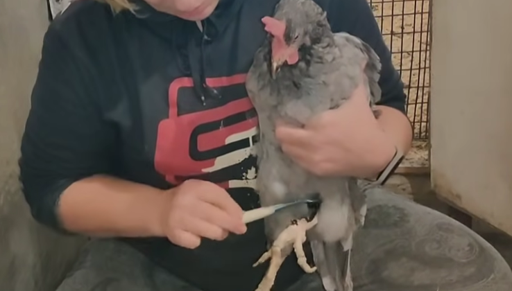 Натуральная обработка кур от паразитов без химии: мой опыт