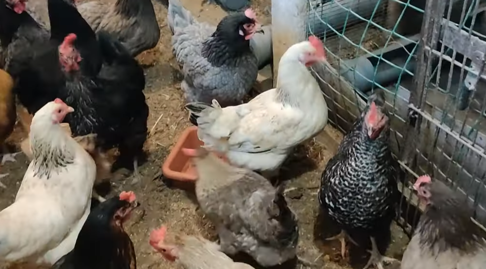 Подкисление корма для повышения иммунитета кур