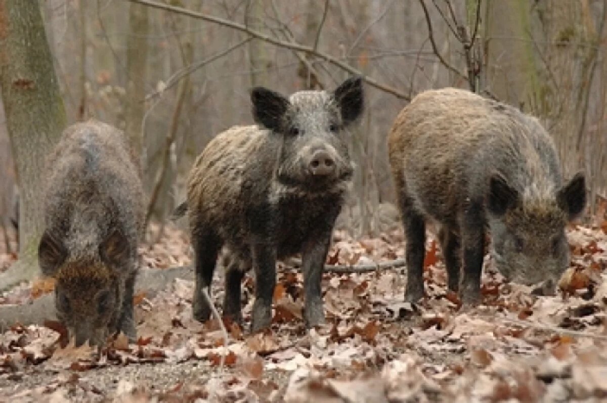   Крымчанам рассказали, как вести себя при встрече с диким кабаном в лесу