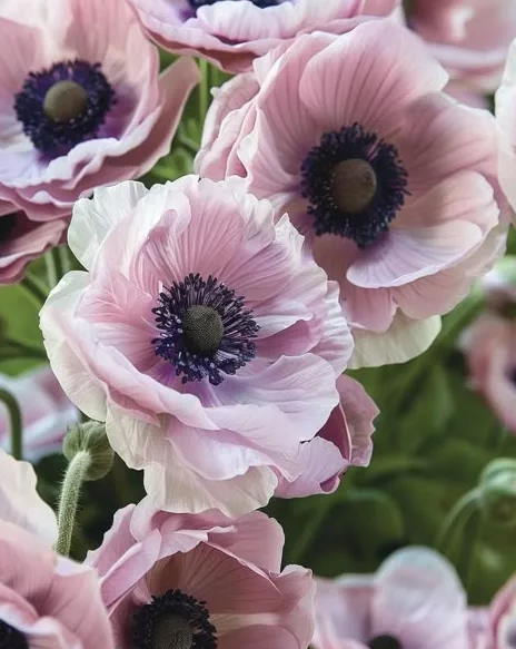  Из интернета. Анемоны.