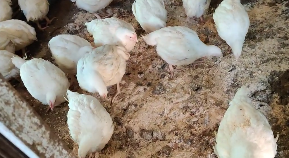 Подстилка для бройлера: мой способ сохранения сухости