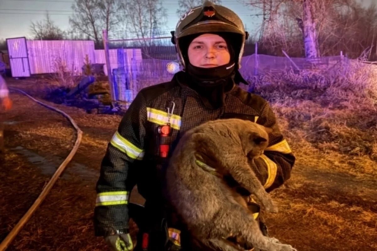    Пожарные спасли кота при тушении дома в челябинском посёлке