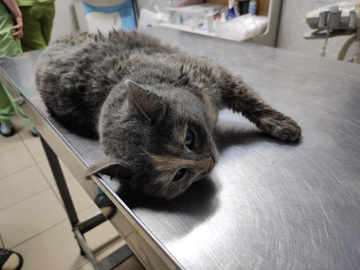 Первый прием в ветлечебнице. Кошечка очень симпатичная и видимо молодая. Фото автора.