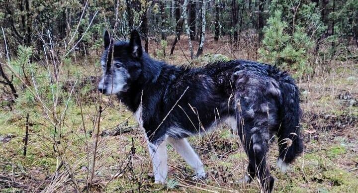 Глухого и слепого пса оставили умирать в подмосковном лесу. Собаку нашла пенсионерка, почему она боится волонтеров?