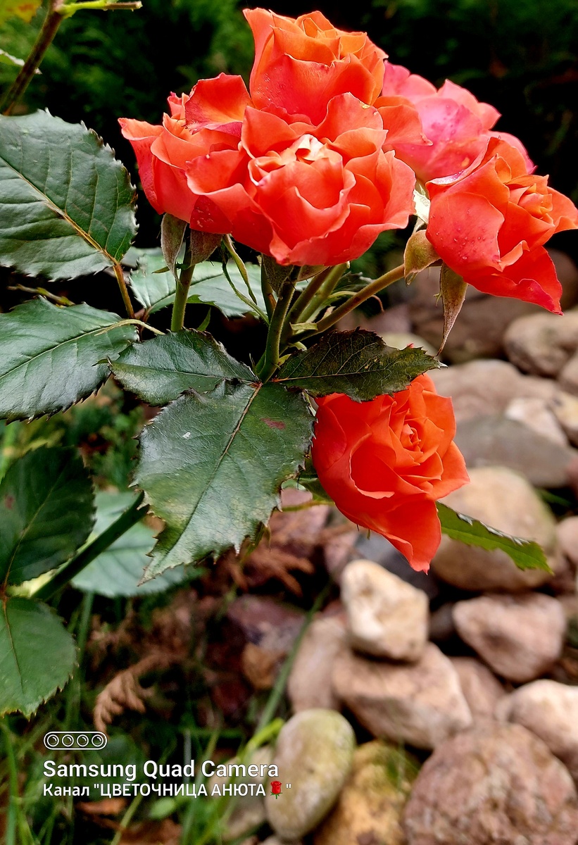 Оранже Ювель. Флорибунда