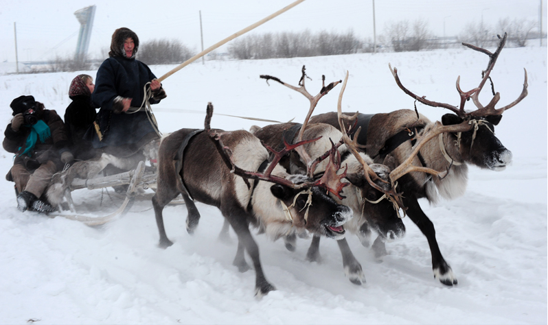 Оленья упряжка